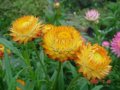 麥桿菊  蠟菊