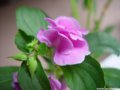 非洲鳳仙花