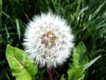 蒲公英   黃花苗