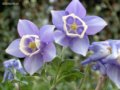 耬斗菜   西洋耬斗菜