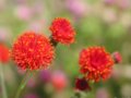薊  山蘿卜