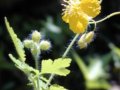 白屈菜  山黃連