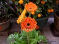 非洲菊  扶郎花 太陽花