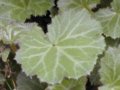 虎耳草