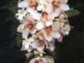 多花黑鰻藤   非洲茉莉  簇蠟花  新娘花