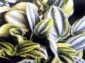 斑葉豆瓣綠  椒草