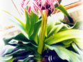 紅花文殊蘭