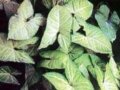 合果芋   箭葉芋  白蝴蝶