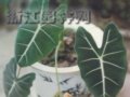觀音蓮  黑葉觀音蓮  黑葉芋