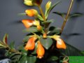 袋鼠花  金?花
