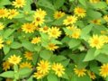 蟛蜞菊  南美蟛蜞菊