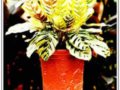 孔雀竹芋