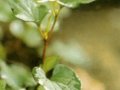 魚腥草  側(cè)耳根