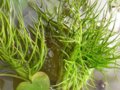 水蕨  水羊齒