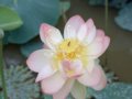 荷花   蓮花