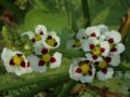慈菇   茨菰