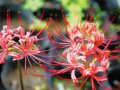 石蒜  蟑螂花