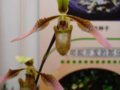 卷萼兜蘭