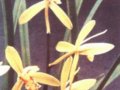 建蘭  夏蘭  夏蕙