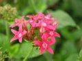繁星花  星形花