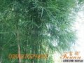 泰竹在園林工程的設計要點