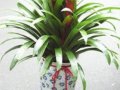 觀賞鳳梨  菠蘿花