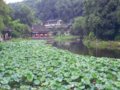 園林城市系列之：黃石市創建國家園林城市紀實