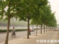都市園林綠化樹種首選銀杏
