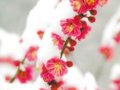 十里梅花香雪海--中國杭州超山梅花節(jié)開幕