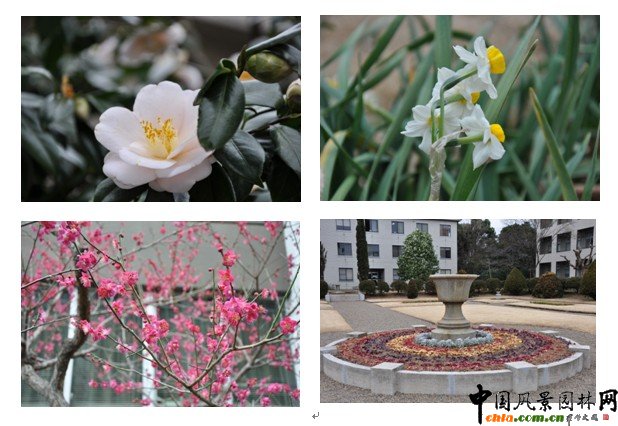日本千葉大學(xué)園藝學(xué)部校園初春速報