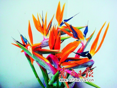 廣東：世界花魁“天堂鳥”首進順德（圖）