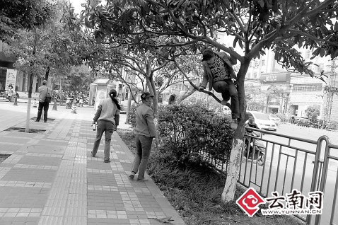 風(fēng)景園林 行道樹(shù)  綠化 農(nóng)藥