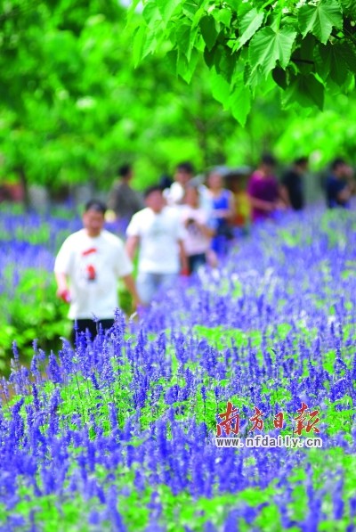 郊游 花粉病 妙招 中國風景園林網