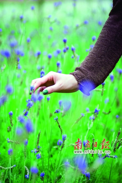 郊游 花粉病 妙招 中國風景園林網