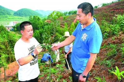 福建 花卉 苗木