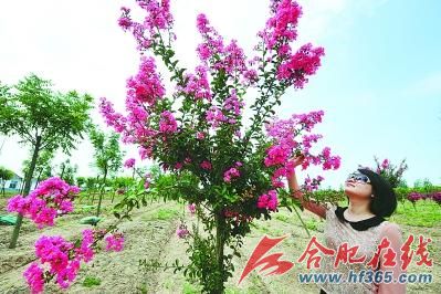 合肥 苗木 綠化