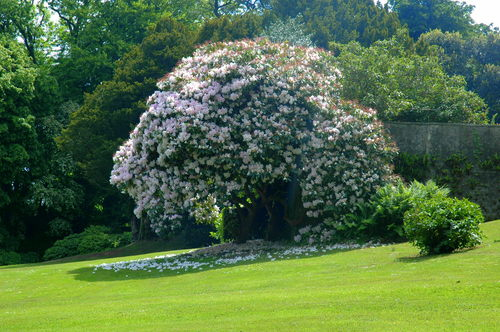 杰基爾 花園 藝術