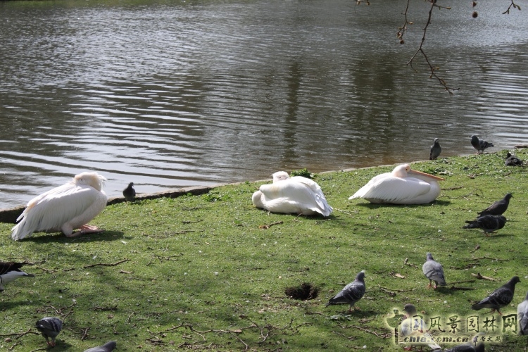 圣詹姆斯公園 中國(guó)風(fēng)景園林網(wǎng)