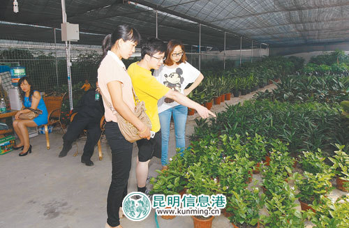 云南 花卉 苗木