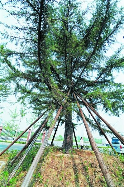 武漢 苗木 綠化