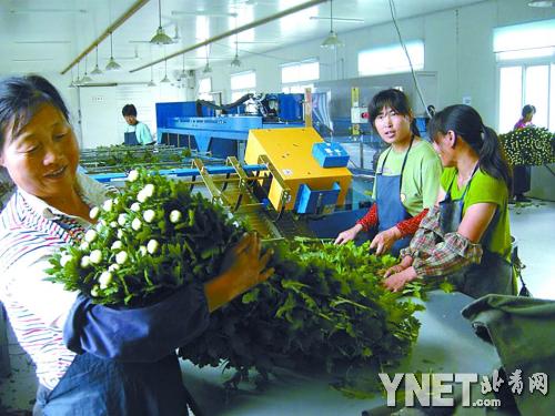 北京 延慶 菊花