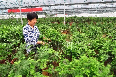 山東 紅豆杉 市場