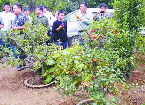 盆栽 北美海棠 植物