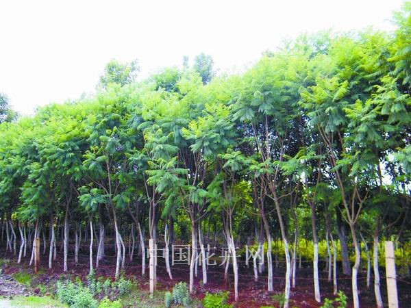 藍花楹 苗木 市場