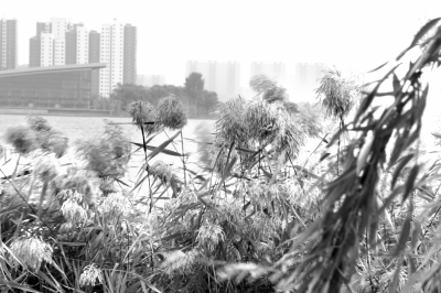 濕地 文明 公園 管理 鐵嶺蓮花湖 中國風景園林網