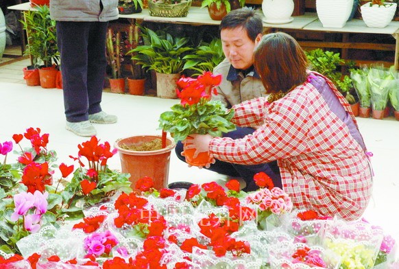 仙客來 花卉 冬季花卉