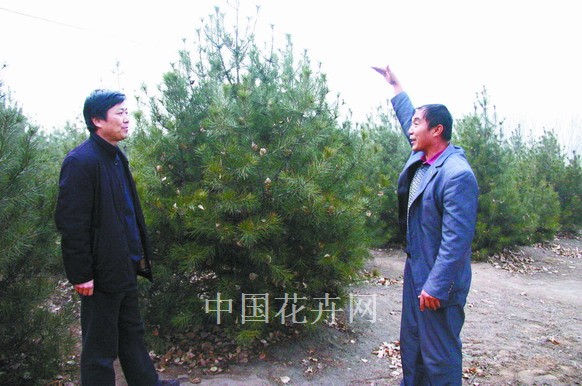 白皮松 苗木 綠化