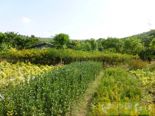 苗木 花卉 市場(chǎng)