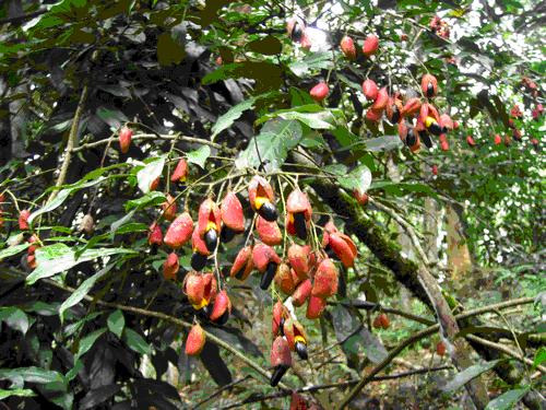 牛栓藤 認(rèn)識植物