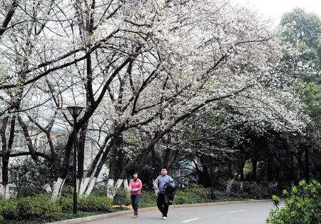 櫻花 賞櫻 中國風(fēng)景園林網(wǎng)